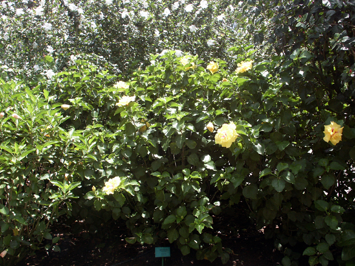 21a - Jardin Tropical 022.jpg - DCF 1.0